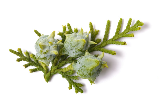 Biota Leaf