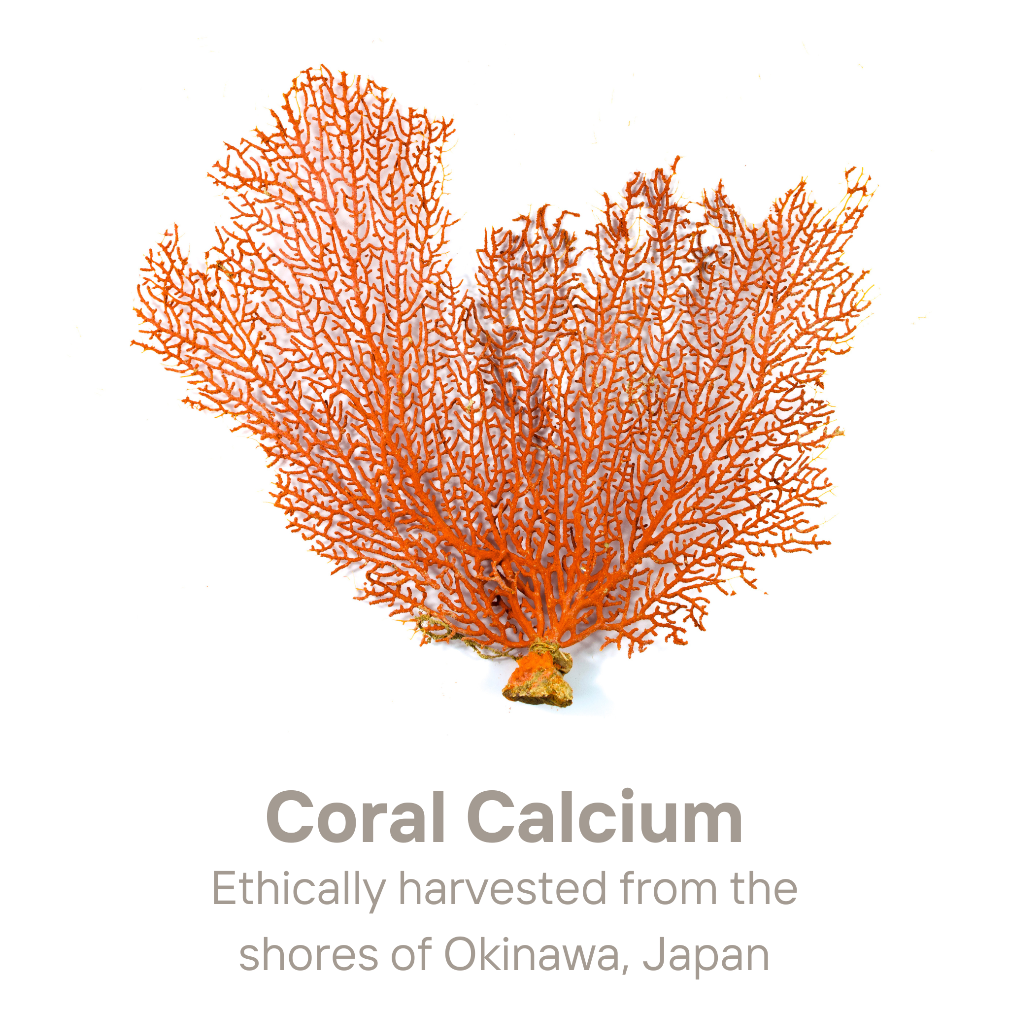 Suplementos de calcio de coral de Okinawa - Salud ósea inmune y de apoyo con magnesio, zinc, potasio, vitaminas y minerales