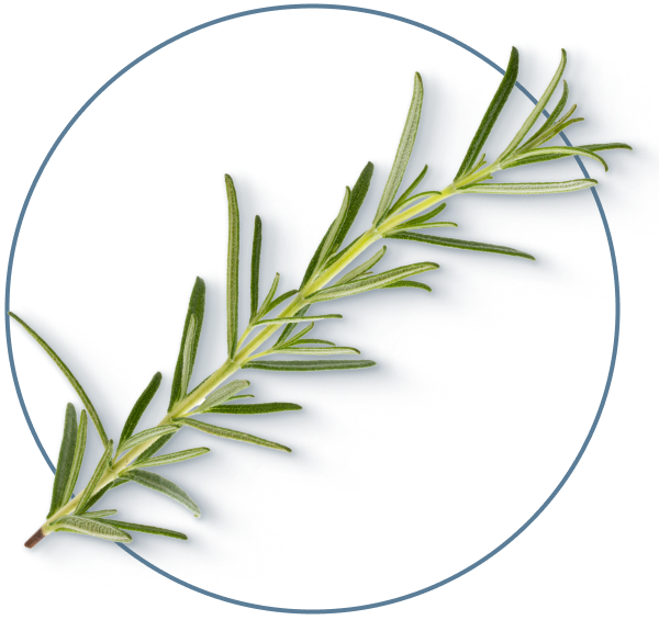 Rosemary Extract